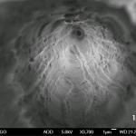 Nanopore Section at SEM