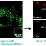 Nanoparticelle dopate con nanobeads STED verdi Nanoparticelle dopate con nanobeads STED verdi