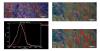 Chemotherapy Hyperspectral  Mapping in Tissue 